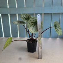 Load image into Gallery viewer, #D888 Watermelon Peperomia