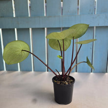 Load image into Gallery viewer, #D888 Watermelon Peperomia