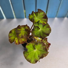 Load image into Gallery viewer, #RD48 Begonia Unknown