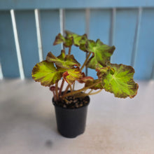 Load image into Gallery viewer, #RD48 Begonia Unknown