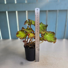 Load image into Gallery viewer, #RD48 Begonia Unknown
