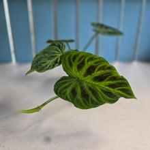 Load image into Gallery viewer, #D64 Philodendron Verrucosum