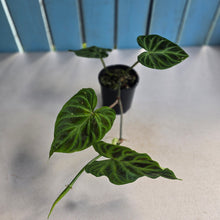 Load image into Gallery viewer, #D64 Philodendron Verrucosum