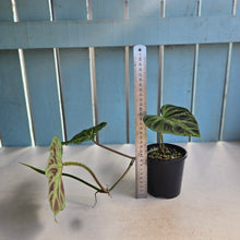 Load image into Gallery viewer, #D64 Philodendron Verrucosum