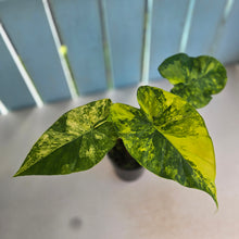 Load image into Gallery viewer, #RB11 Variegated Alocasia Gageana - With Pup