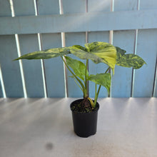 Load image into Gallery viewer, #RB11 Variegated Alocasia Gageana - With Pup