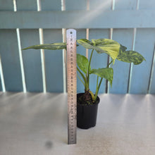 Load image into Gallery viewer, #RB11 Variegated Alocasia Gageana - With Pup
