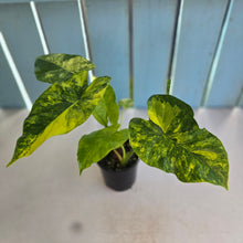 Load image into Gallery viewer, #RB11 Variegated Alocasia Gageana - With Pup