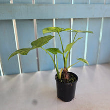 Load image into Gallery viewer, #RB11 Variegated Alocasia Gageana - With Pup