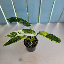 Load image into Gallery viewer, #R82 Philodendron Jose Buono