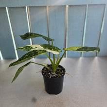 Load image into Gallery viewer, #R82 Philodendron Jose Buono