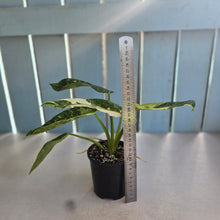 Load image into Gallery viewer, #R82 Philodendron Jose Buono