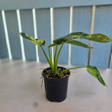 Load image into Gallery viewer, #R82 Philodendron Jose Buono