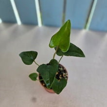 Load image into Gallery viewer, #RD51 Anthurium Sp. From Chapada Diamantina Brazil
