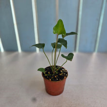 Load image into Gallery viewer, #RD51 Anthurium Sp. From Chapada Diamantina Brazil