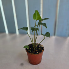 Load image into Gallery viewer, #RD51 Anthurium Sp. From Chapada Diamantina Brazil