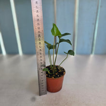 Load image into Gallery viewer, #RD51 Anthurium Sp. From Chapada Diamantina Brazil