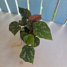 Load image into Gallery viewer, #R91 Begonia Xanthina