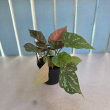 Load image into Gallery viewer, #R91 Begonia Xanthina