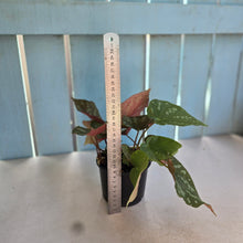 Load image into Gallery viewer, #R91 Begonia Xanthina