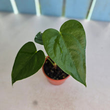 Load image into Gallery viewer, #RB7 Anthurium Veitchii x 'Red'