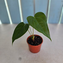 Load image into Gallery viewer, #RB7 Anthurium Veitchii x 'Red'