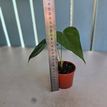 Load image into Gallery viewer, #RB7 Anthurium Veitchii x 'Red'