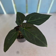 Load image into Gallery viewer, #RD28 Three x Headed, Dark Anthurium NOID