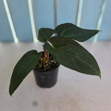 Load image into Gallery viewer, #RD28 Three x Headed, Dark Anthurium NOID