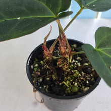 Load image into Gallery viewer, #RD28 Three x Headed, Dark Anthurium NOID
