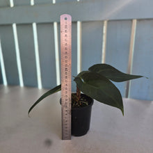 Load image into Gallery viewer, #RD28 Three x Headed, Dark Anthurium NOID