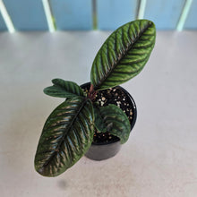 Load image into Gallery viewer, #D105 Labisia Sp.