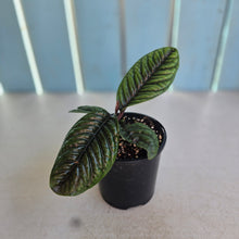 Load image into Gallery viewer, #D105 Labisia Sp.