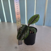 Load image into Gallery viewer, #D105 Labisia Sp.