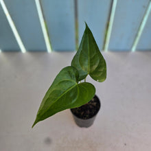 Load image into Gallery viewer, #B75 Anthurium Macrolobium x