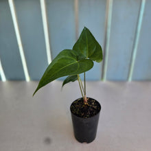 Load image into Gallery viewer, #B75 Anthurium Macrolobium x