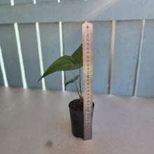 Load image into Gallery viewer, #B75 Anthurium Macrolobium x