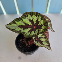 Load image into Gallery viewer, #P5 Begonia Silver Legend