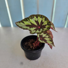 Load image into Gallery viewer, #P5 Begonia Silver Legend