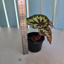 Load image into Gallery viewer, #P5 Begonia Silver Legend