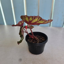 Load image into Gallery viewer, #P5 Begonia Silver Legend