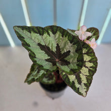 Load image into Gallery viewer, #P57 Begonia Silver Legend