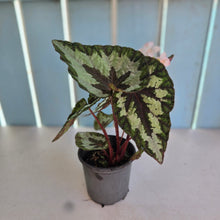 Load image into Gallery viewer, #P57 Begonia Silver Legend