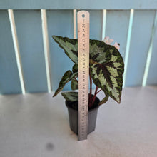 Load image into Gallery viewer, #P57 Begonia Silver Legend