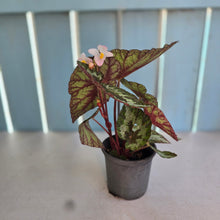 Load image into Gallery viewer, #P57 Begonia Silver Legend
