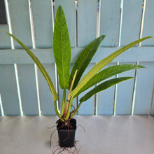 Load image into Gallery viewer, #710 Philodendron Campii
