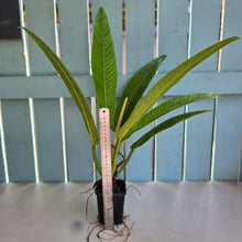 Load image into Gallery viewer, #710 Philodendron Campii