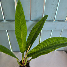 Load image into Gallery viewer, #710 Philodendron Campii