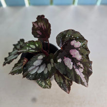 Load image into Gallery viewer, #P91 Begonia Unknown