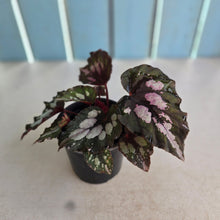 Load image into Gallery viewer, #P91 Begonia Unknown